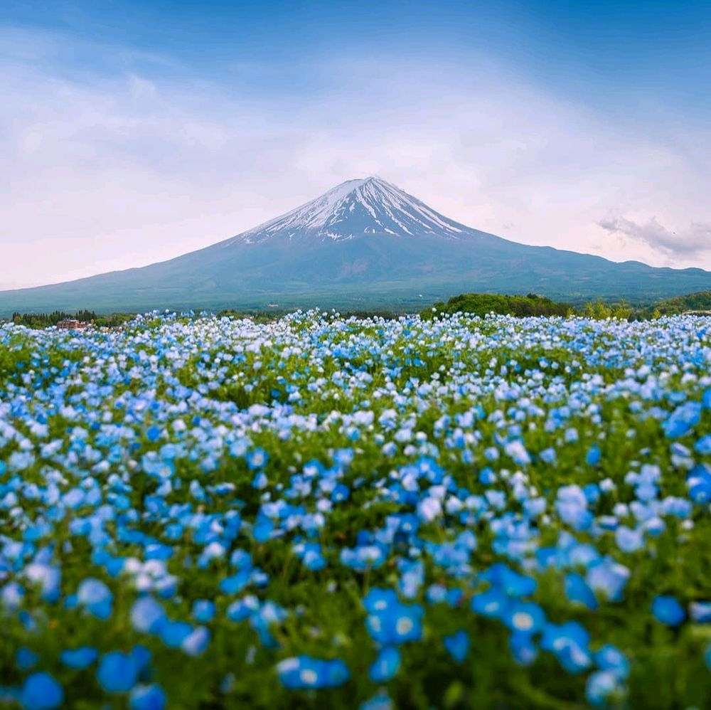 Nemophila fiorita in Giappone