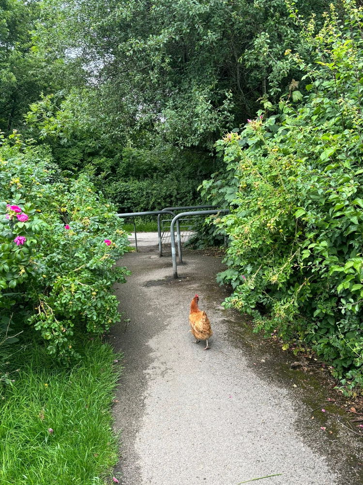 Anyone lost a chicken?