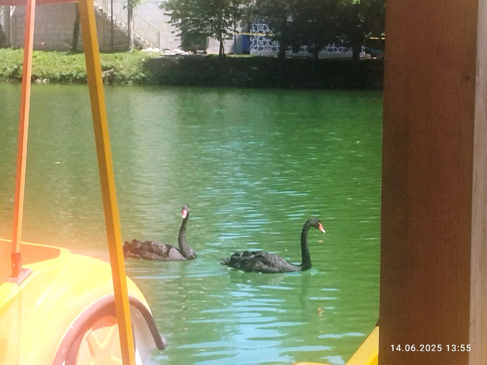 Black swans 🖤