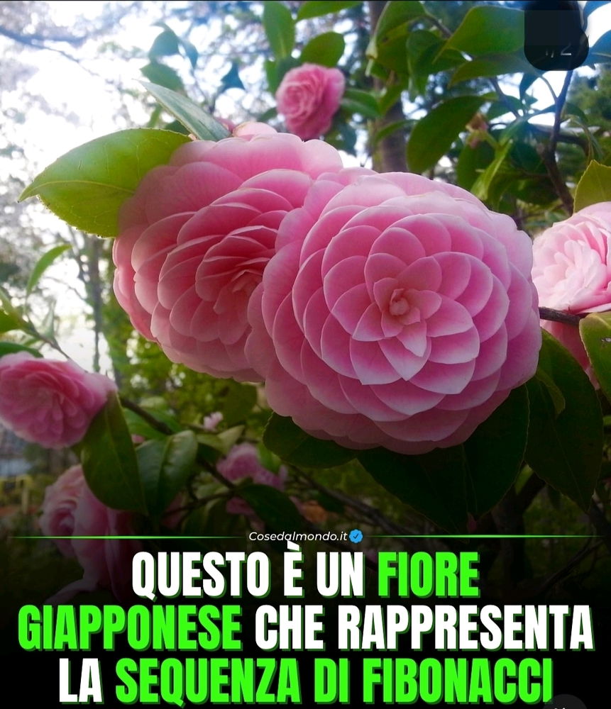 Camelia Japonica