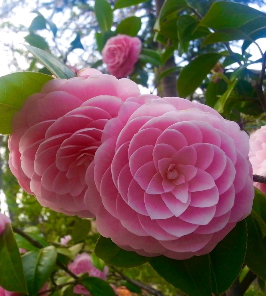 Camelia Japonica