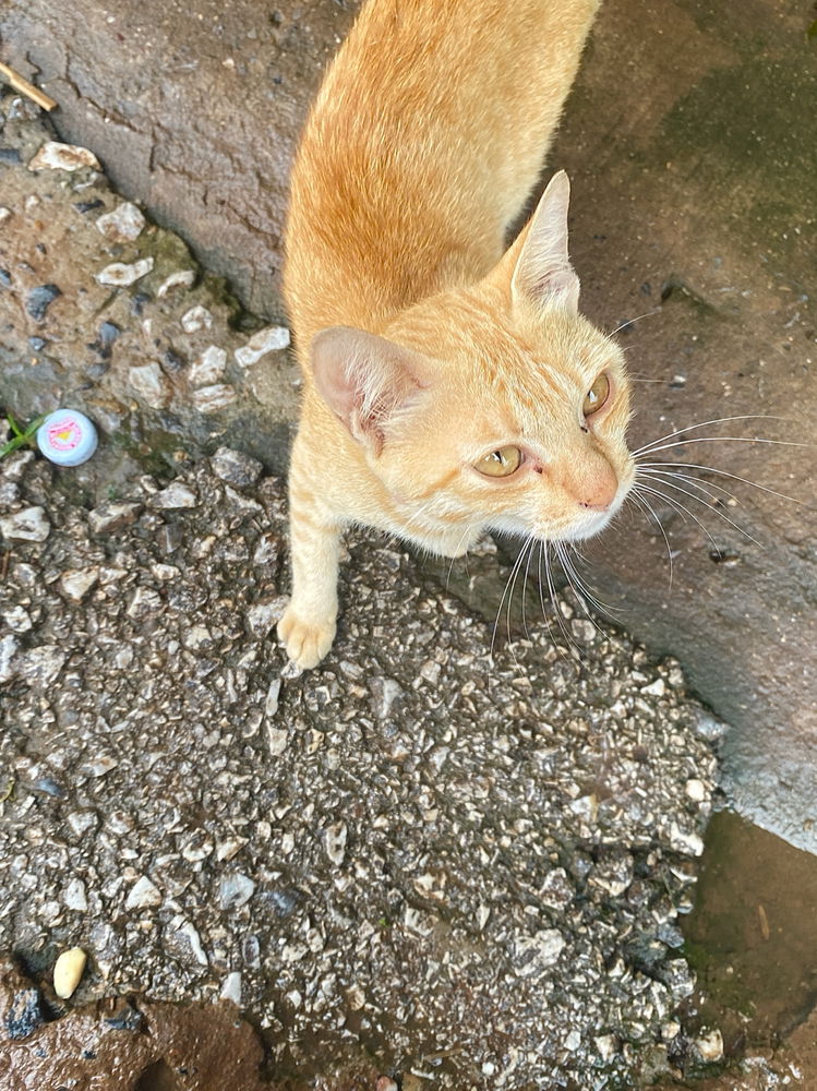 Found this kitty I love orange cat!🧡🐱