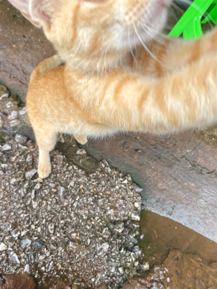 Found this kitty I love orange cat!🧡🐱
