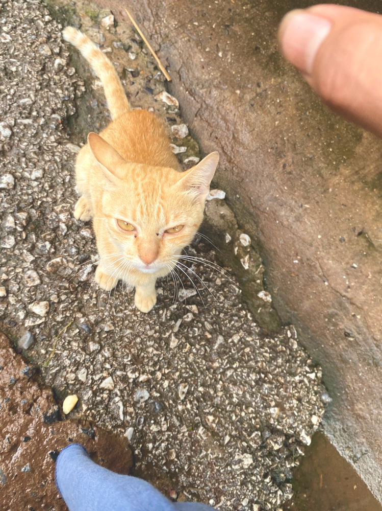 😾