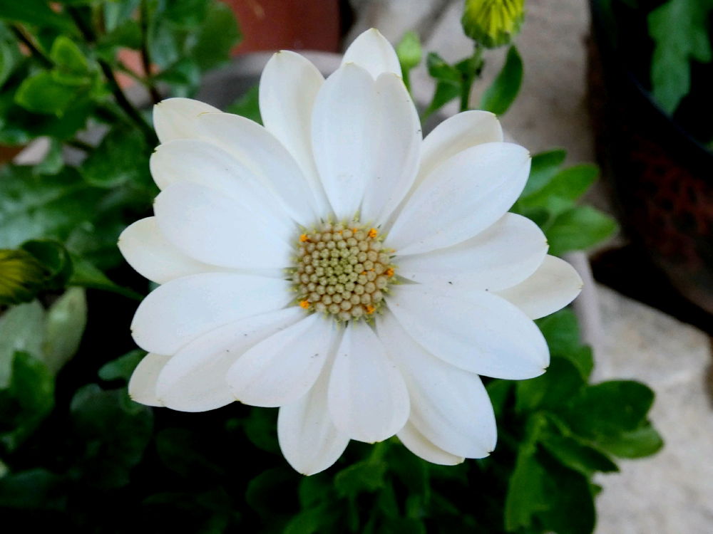 🌸🏵️