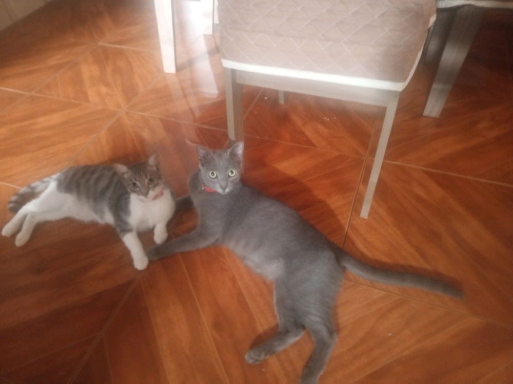 Indie & Ceni