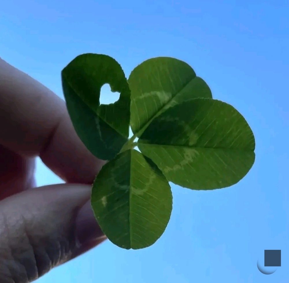 Buona fortuna a tutti 🍀🍀🍀