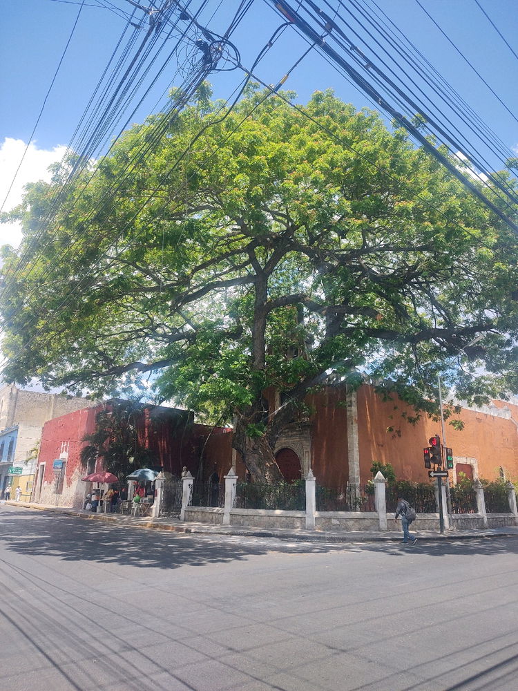 Único