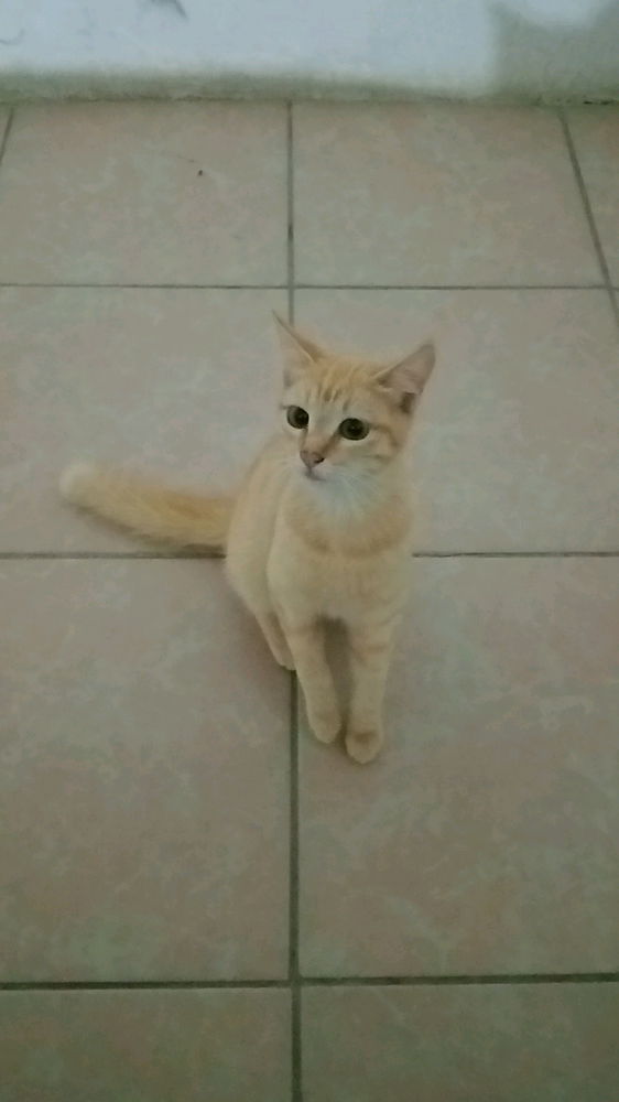 Fotogato