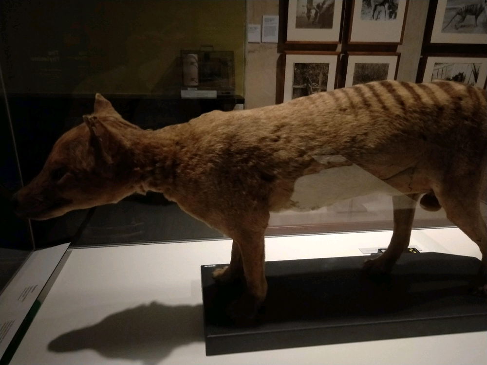 Hobart Museum. My favourite parts!