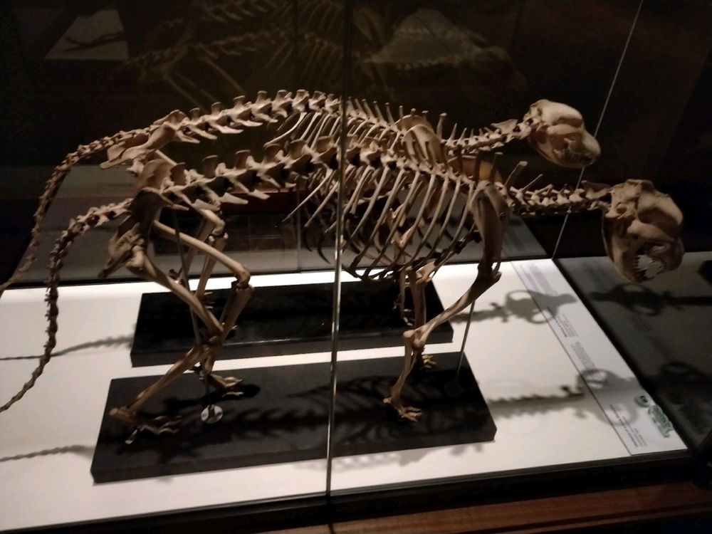 Hobart Museum. My favourite parts!