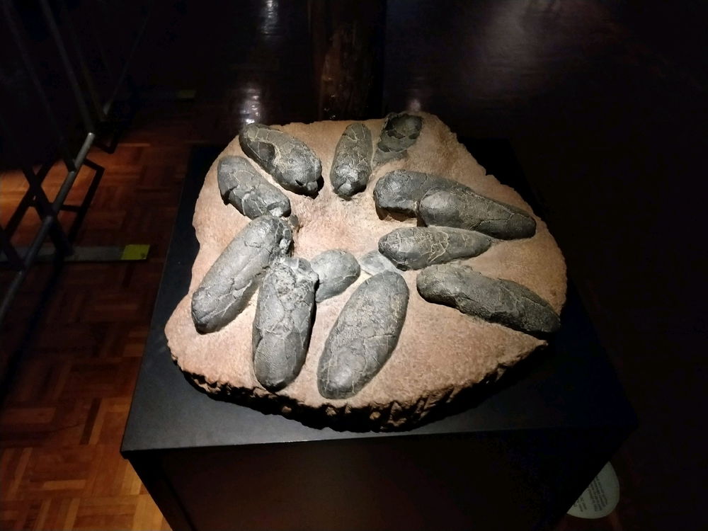 Hobart Museum. My favourite parts!