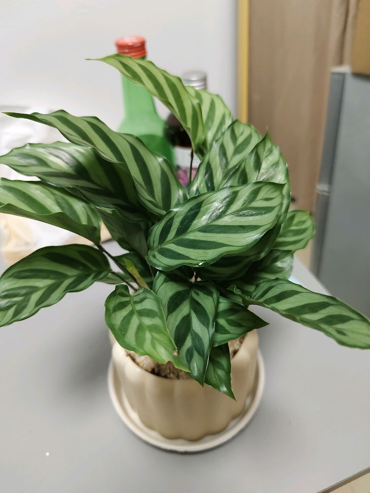 My Plants Speak For My Life