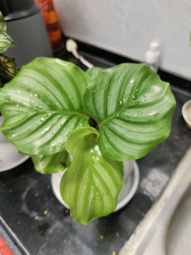 My Plants Speak For My Life