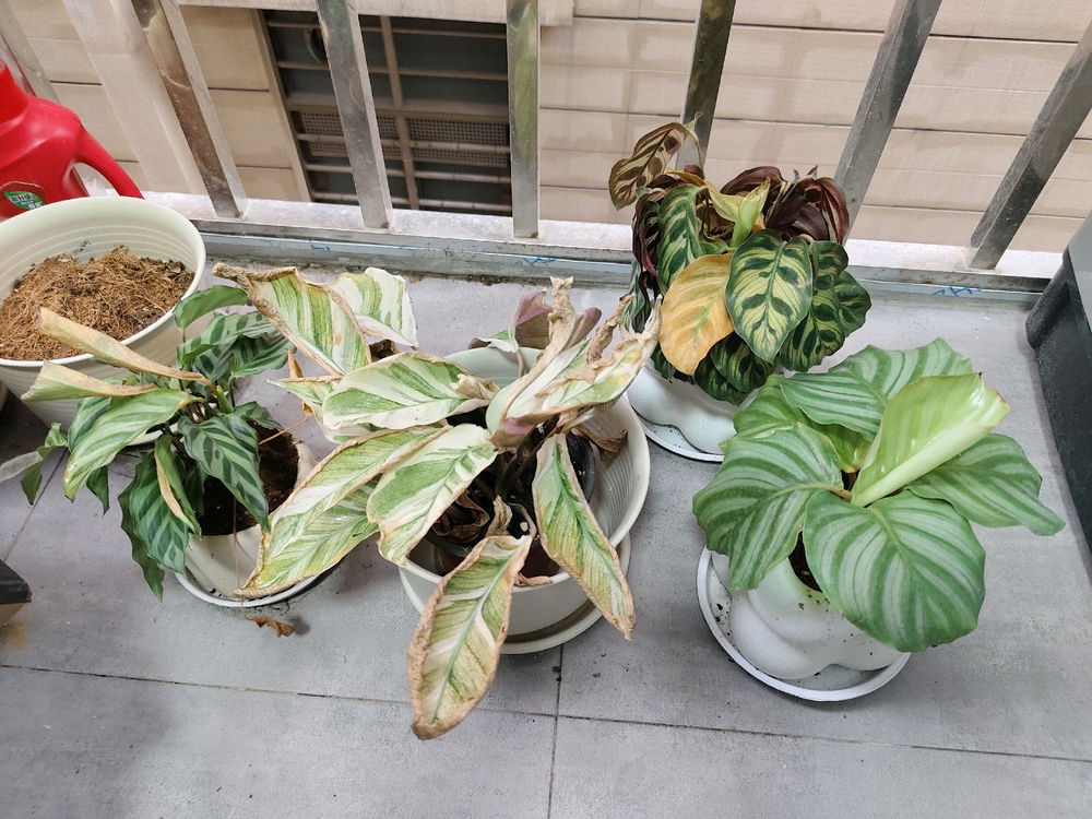My Plants Speak For My Life