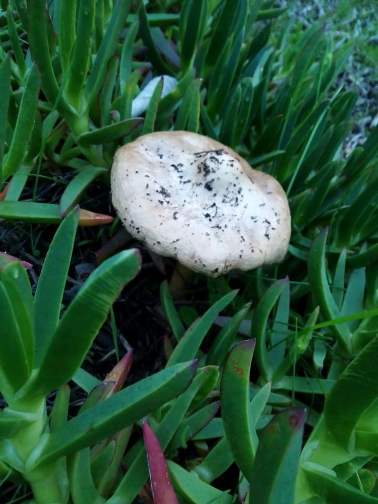Wild Mushroom