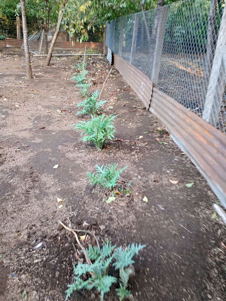 Transplante