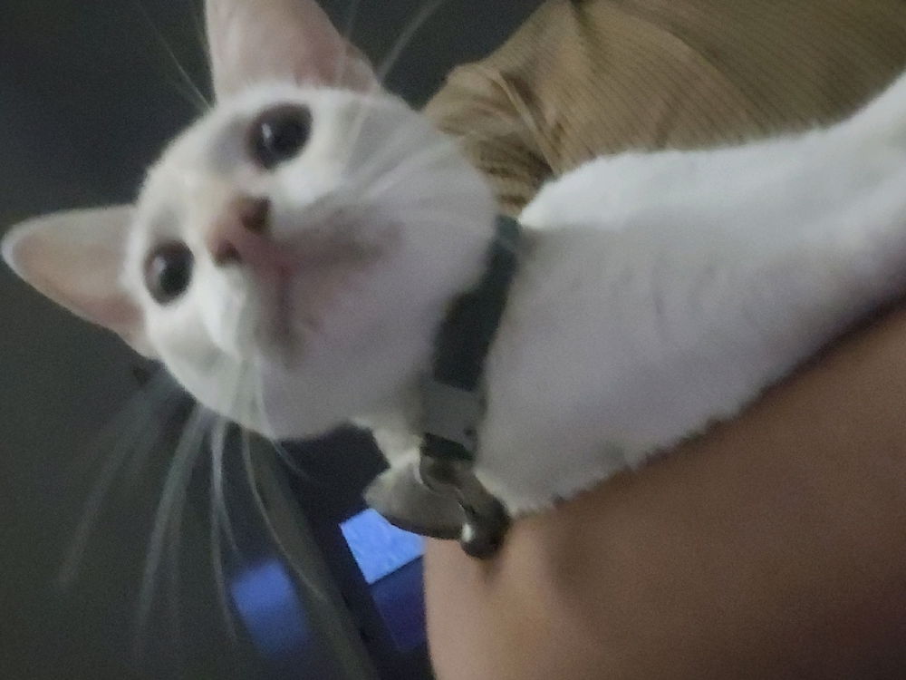 🐱
