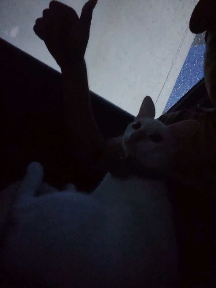 🐱