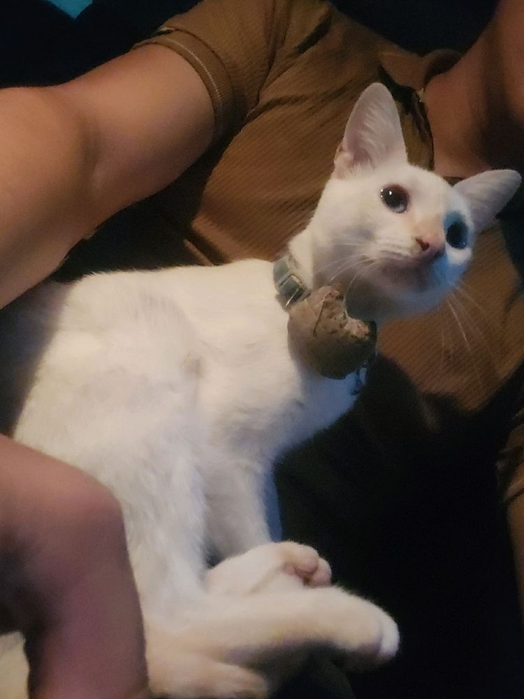 🐱
