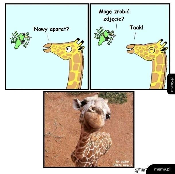 Światowy Dzień Żyrafy dzisiaj...