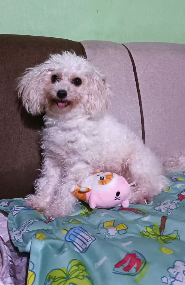 My baby Maltipoo