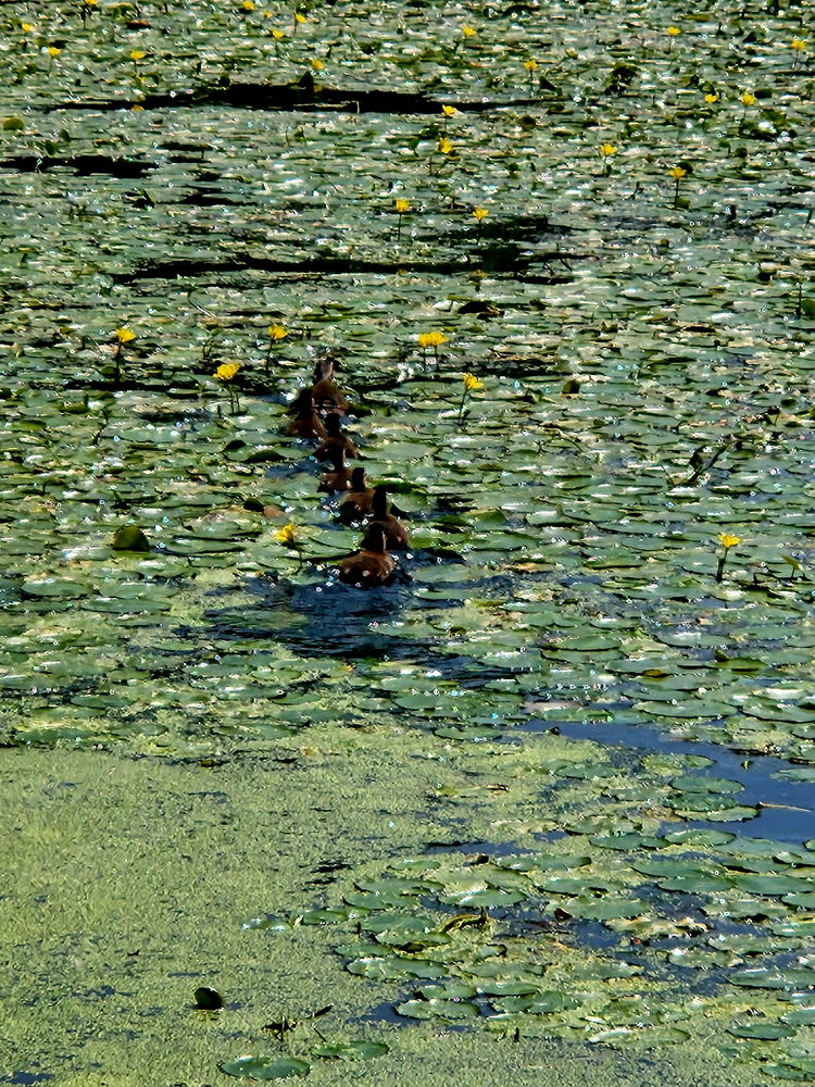 Bayyyyyby ducks du~du~du~🦆❤️