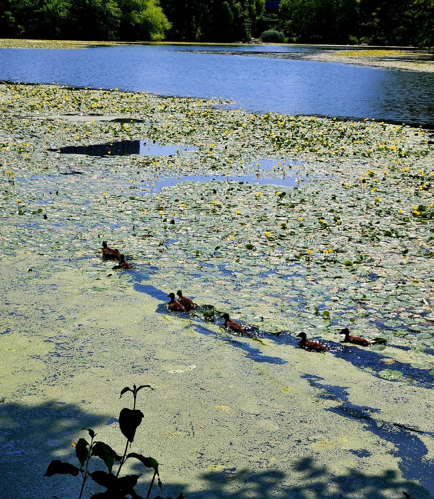 Bayyyyyby ducks du~du~du~🦆❤️