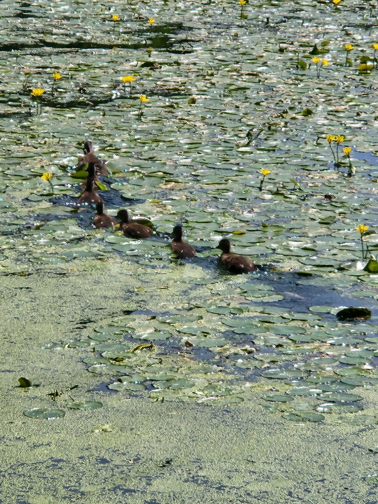 Bayyyyyby ducks du~du~du~🦆❤️