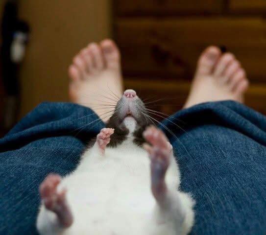 Toe for thought