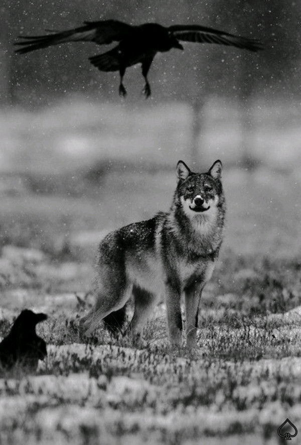 Lonely Wolf