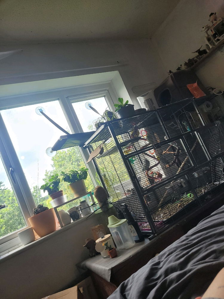 Budgies