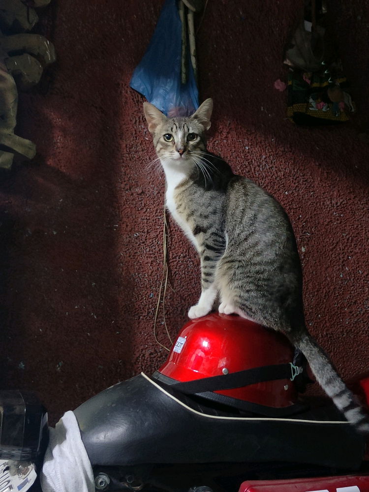 mis gatos