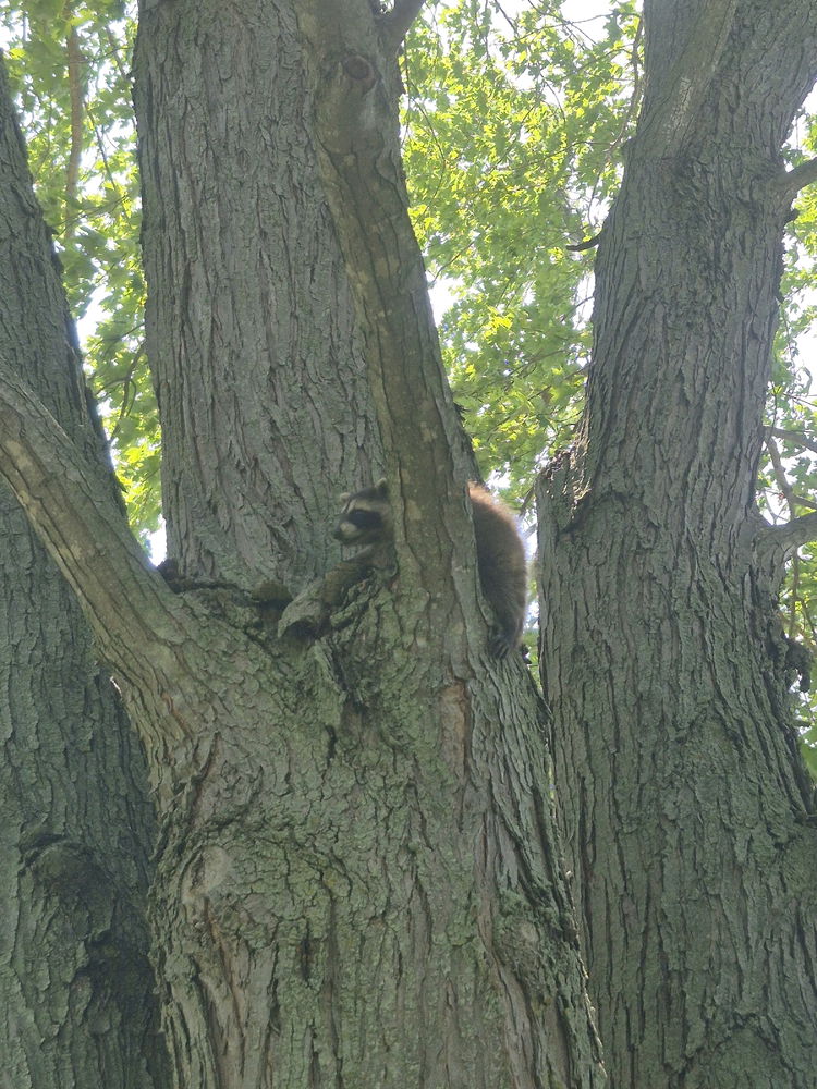 Raccoon Exploration