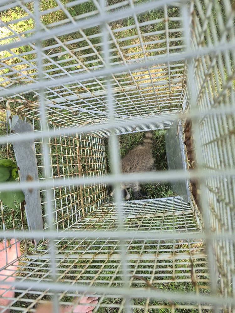 Raccoon Exploration