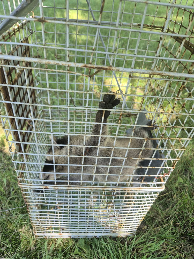Raccoon Exploration
