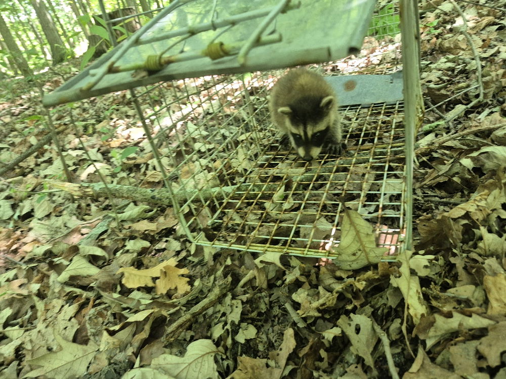 Raccoon Exploration