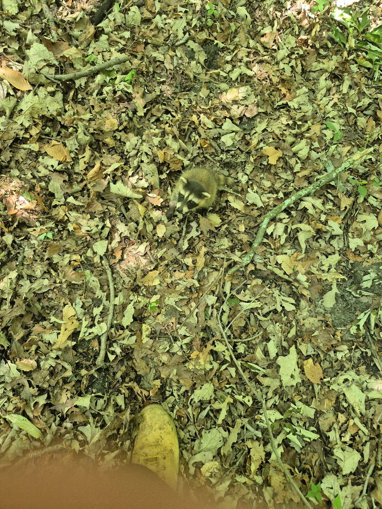 Raccoon Exploration