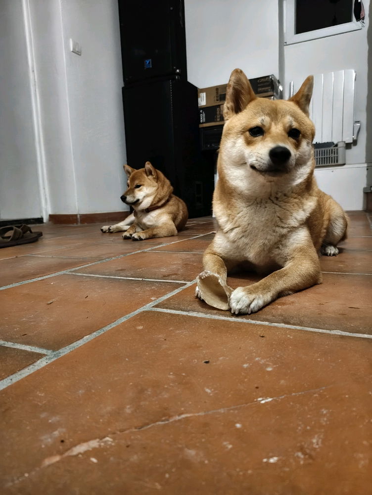 Shiba