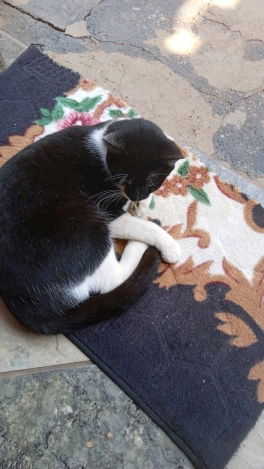 Procuro mãe para meus gatos