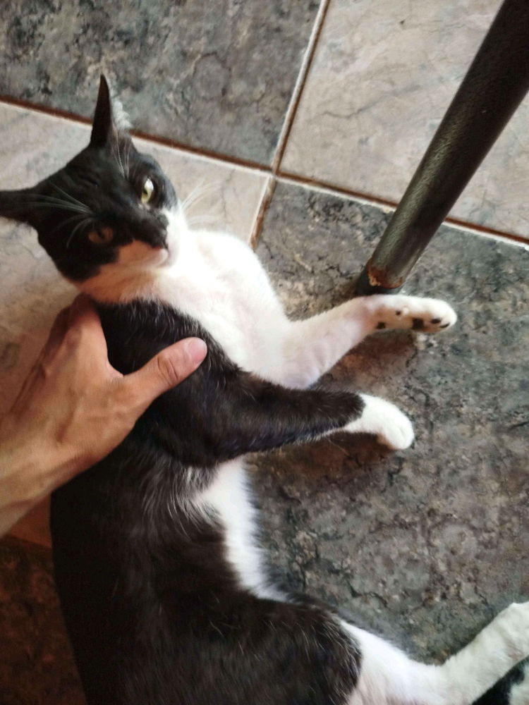 Procuro mãe para meus gatos