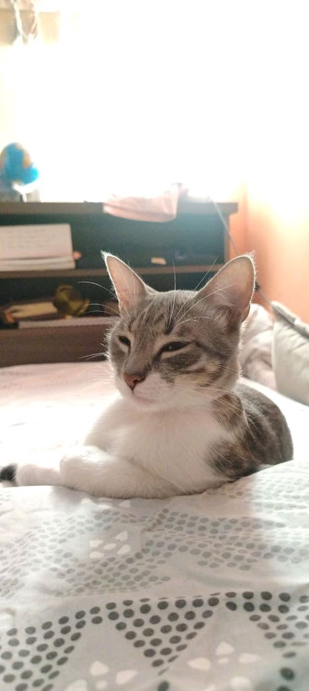 Indie 😺