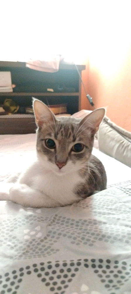 Indie 😺