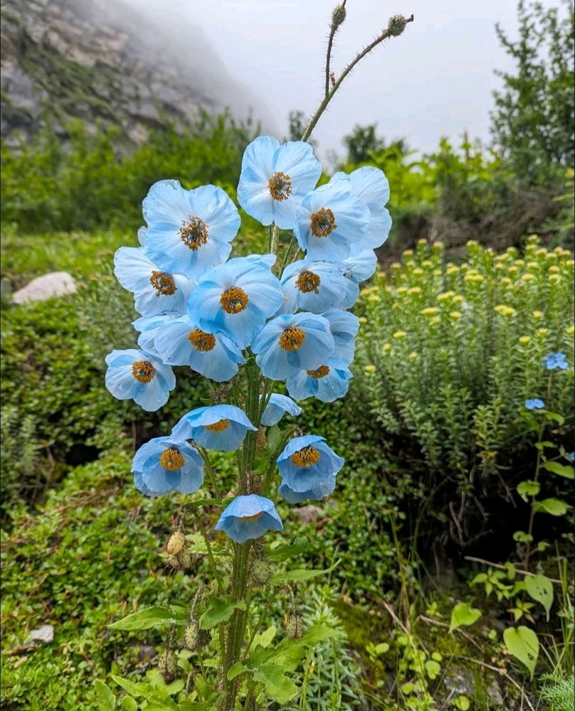 Papavero blu dell' Himalaya 💙