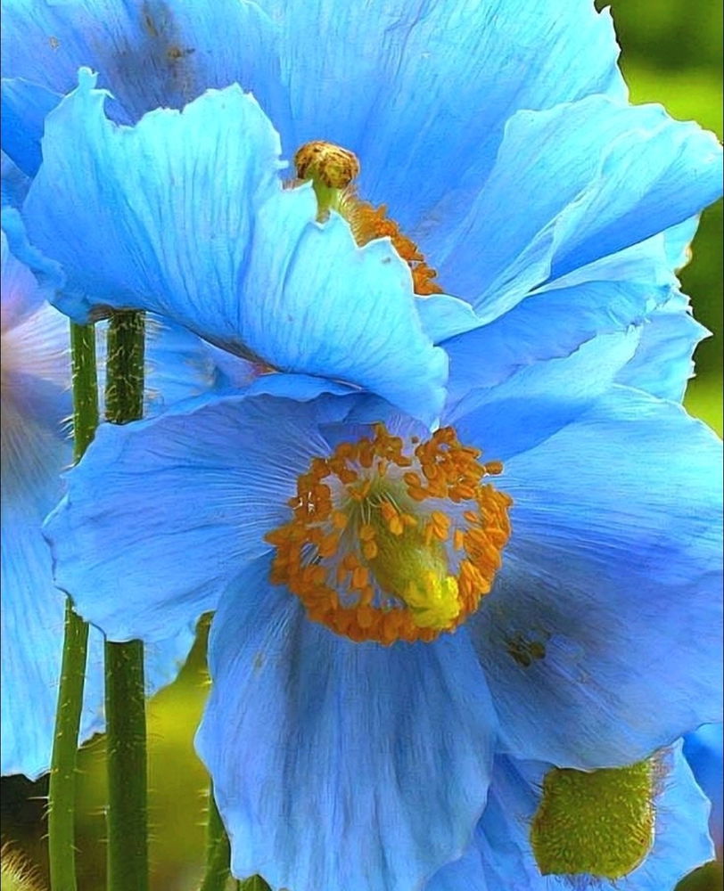 Papavero blu dell' Himalaya 💙