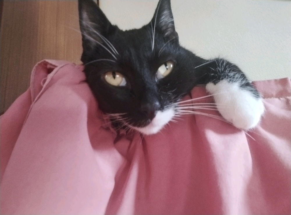 🐈‍⬛