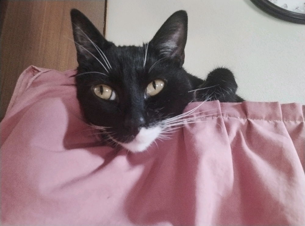 🐈‍⬛