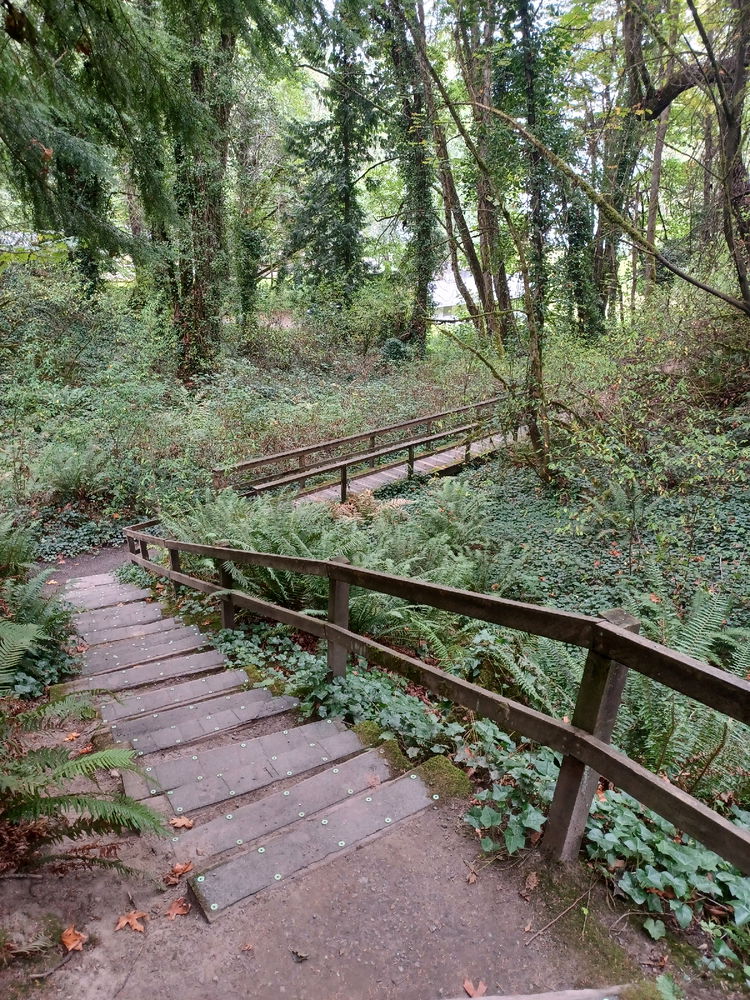 Forest Trail Hiking n Camping