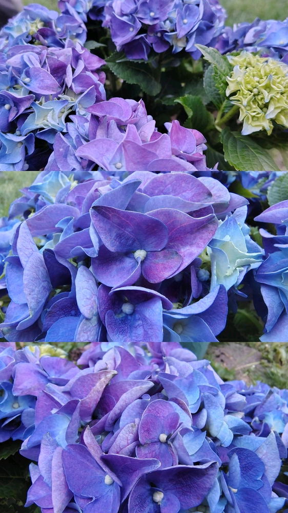 Hydrangeas