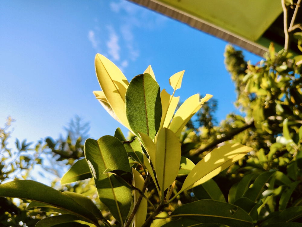 🌱